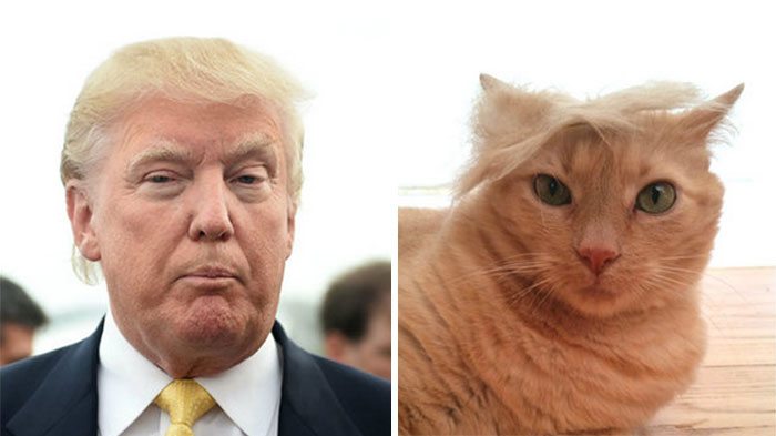 Donald Trump and Cat
