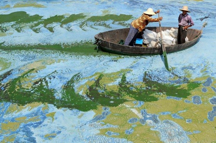 Fishermen row a boat in Chaohu Lake, China, surrounded by algae as if in a painting 