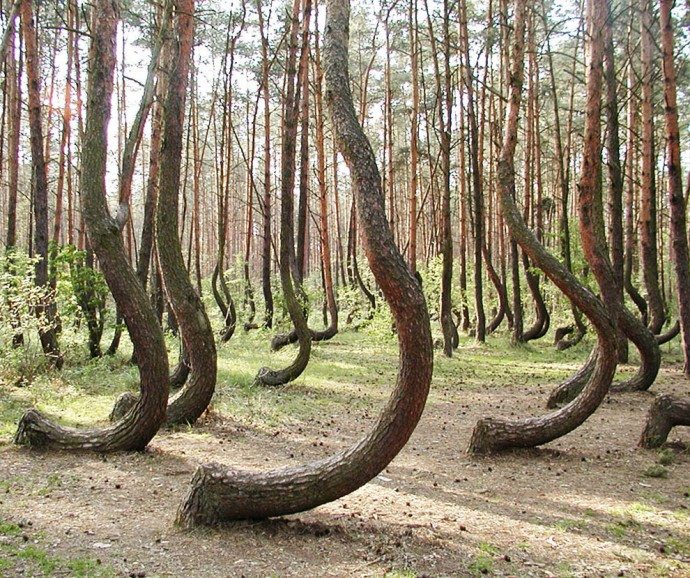 This is not the usual scary dream, it is the Crooked Forest, in West Pomerania, with over 400 bent pine trees. 
