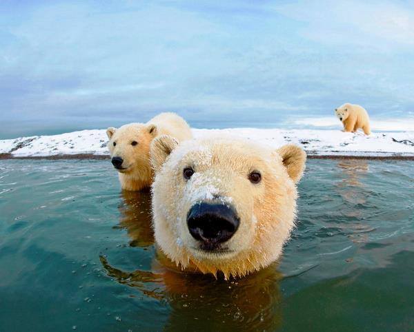 polar-bears-swimming