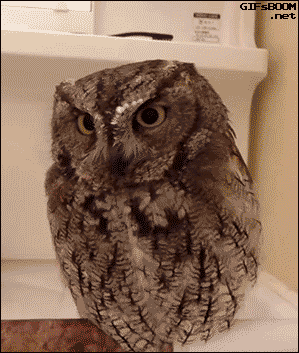 awesome-owl-5