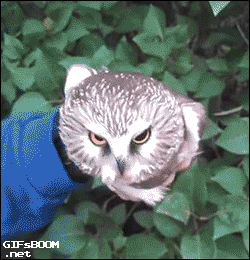 awesome-owl-9
