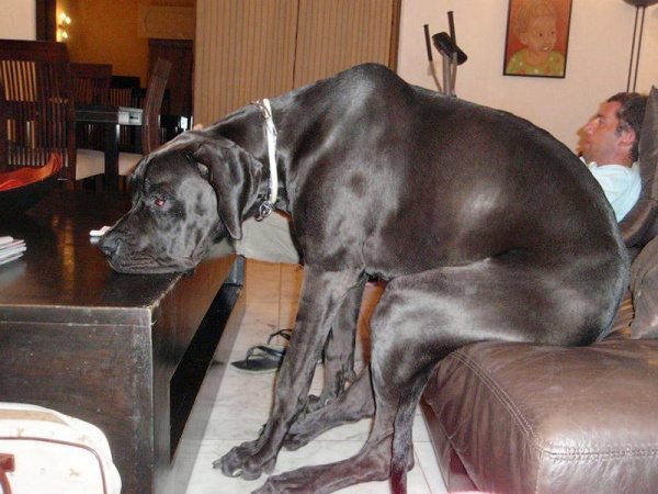 cats-and-dogs-against-furniture-26