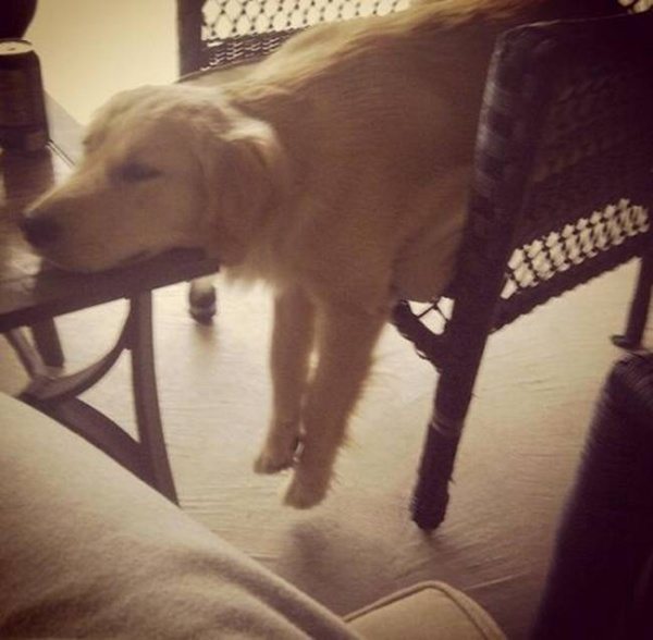 cats-and-dogs-against-furniture-27