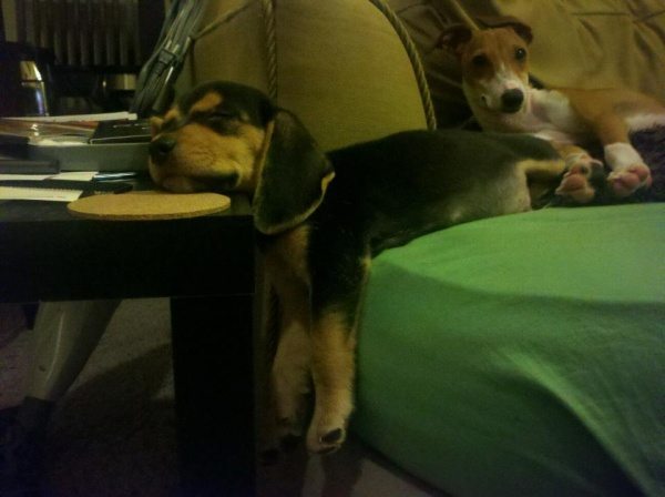 cats-and-dogs-against-furniture-28