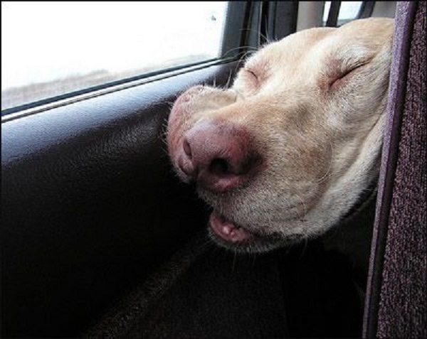 dogs-can-sleep-anywhere-19
