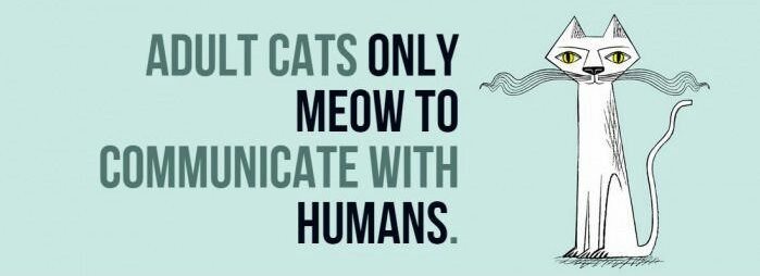 facts-about-cats-1