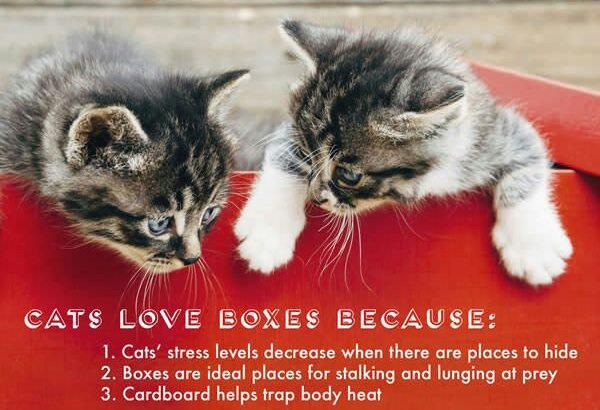 facts-about-cats-19