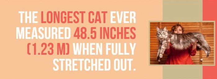 facts-about-cats-2