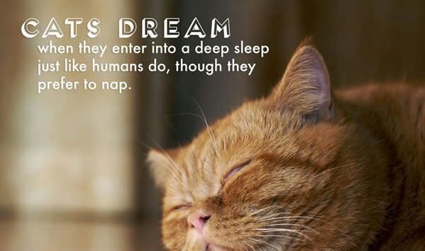 facts-about-cats-23
