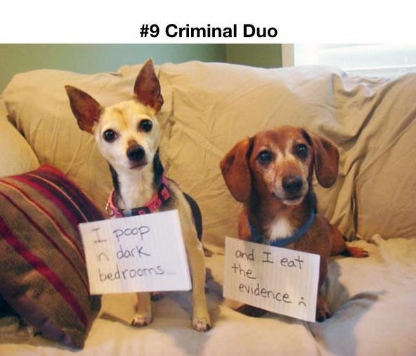 pet-criminals-9
