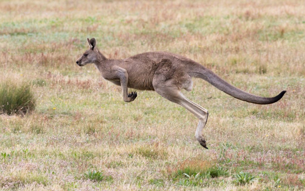 19-kangaroos