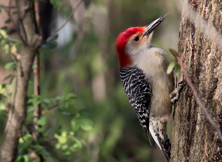 23-woodpecker