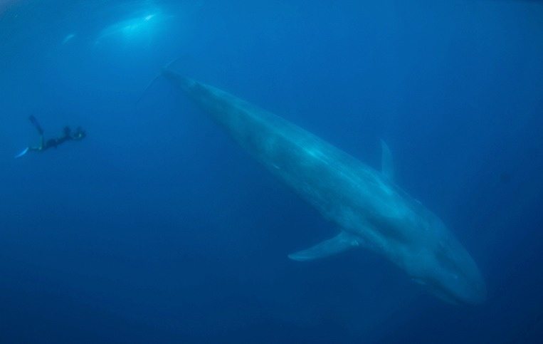 24-blue-whales