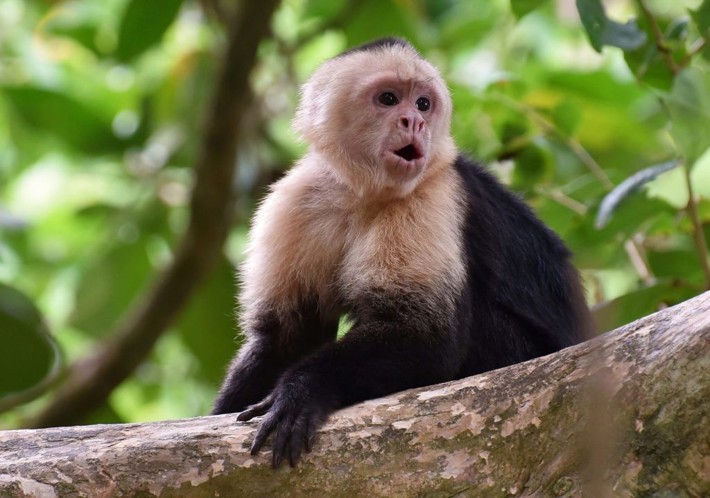 25-male-capuchin-monkeys