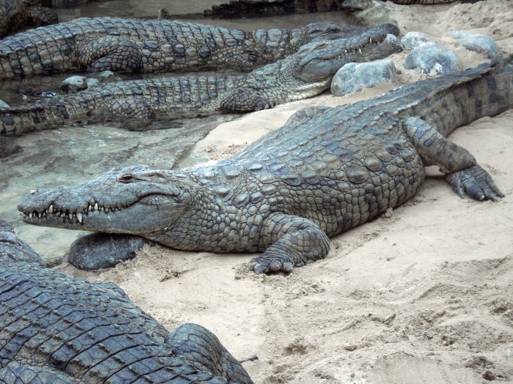 28-crocodiles
