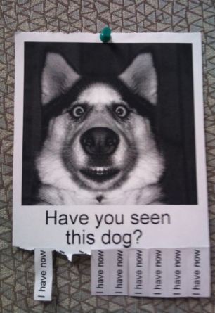 missing-pet-poster-16
