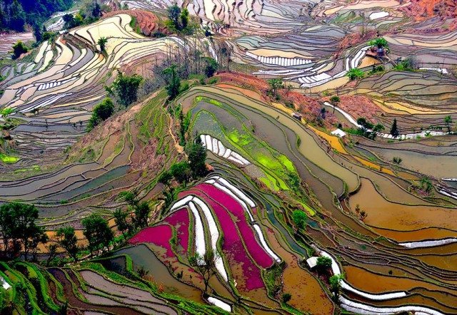 terrace-rice-fields-china