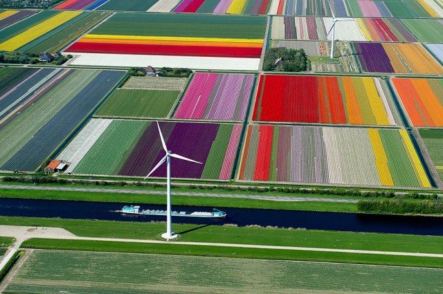 tulip-fields-the-netherlands
