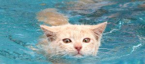 van-cat-swimming