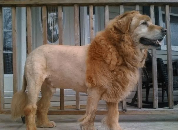 dog-with-a-haircut-10
