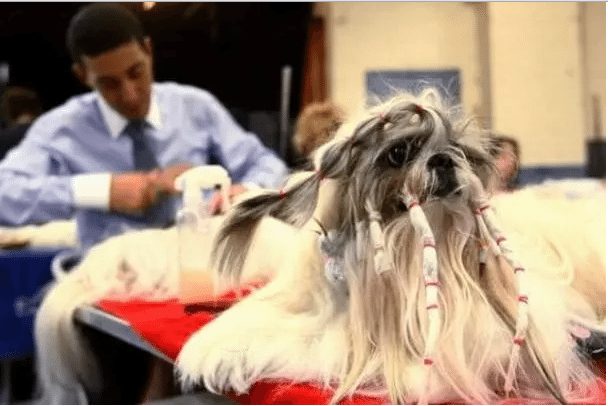 dog-with-a-haircut-11