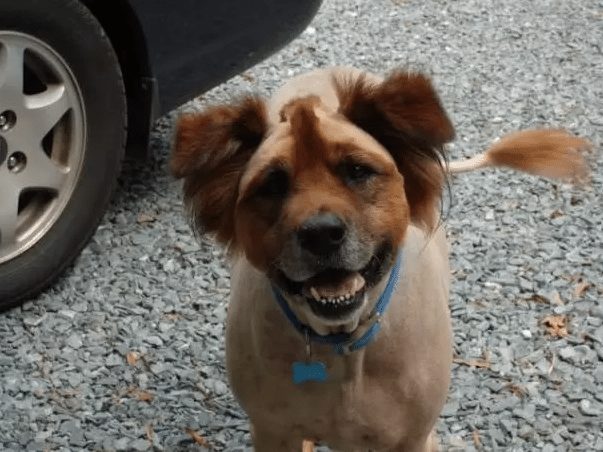 dog-with-a-haircut-14