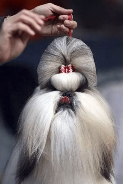 dog-with-a-haircut-15