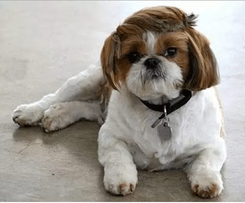 dog-with-a-haircut-16