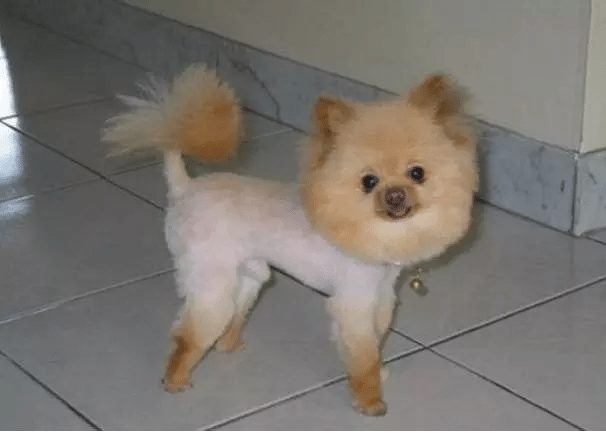 dog-with-a-haircut-17