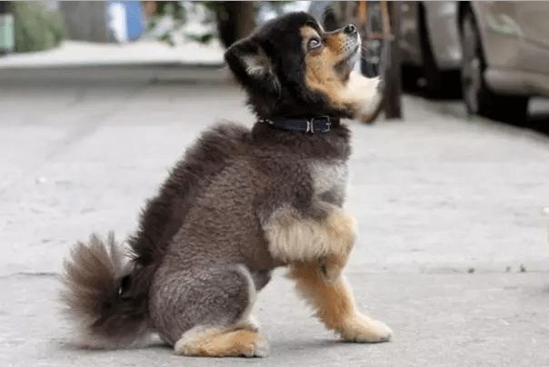 dog-with-a-haircut-20