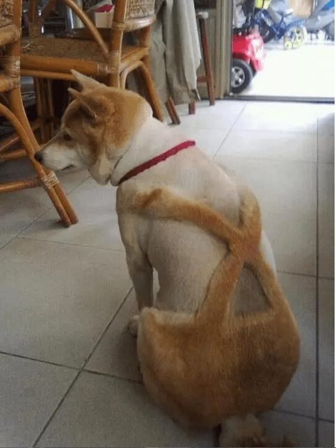 dog-with-a-haircut-3