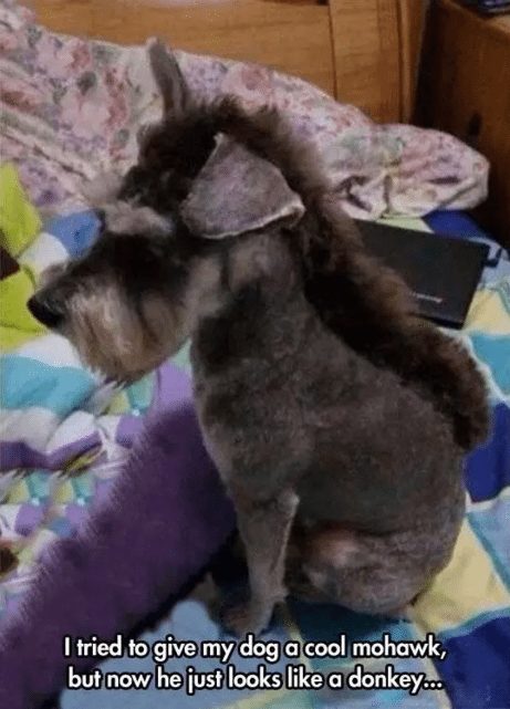 dog-with-a-haircut-4