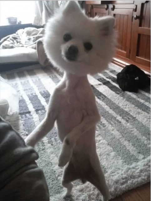 dog-with-a-haircut-5