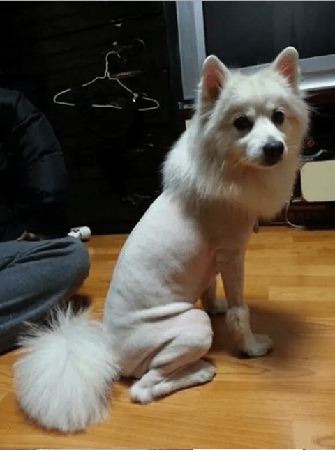 dog-with-a-haircut-8