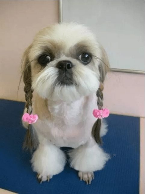 dog-with-a-haircut-9