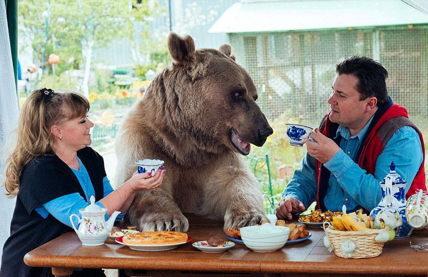family-bear-1
