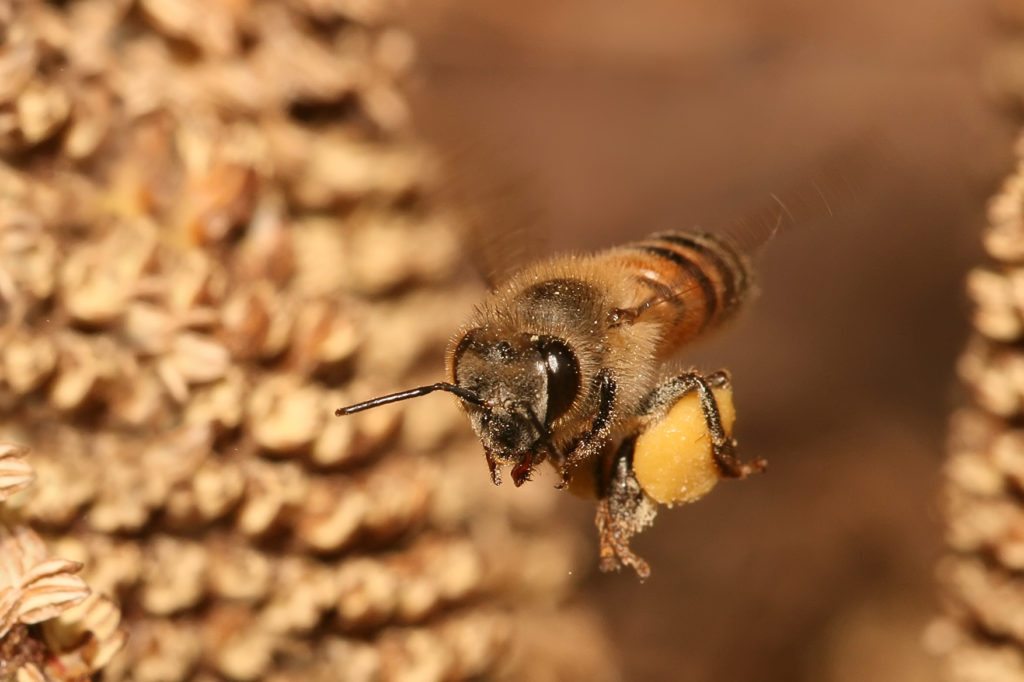 honey-bee-flying