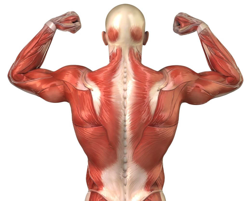 muscles-anatomy-back