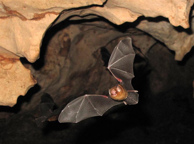 bat-in-the-cave