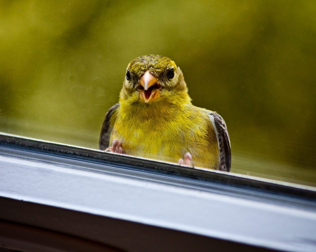 bird-and-window