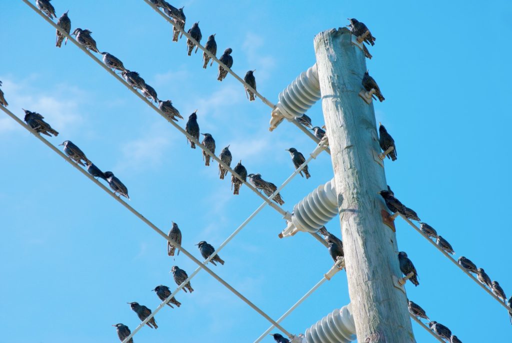 Birds-on-electrical-wire