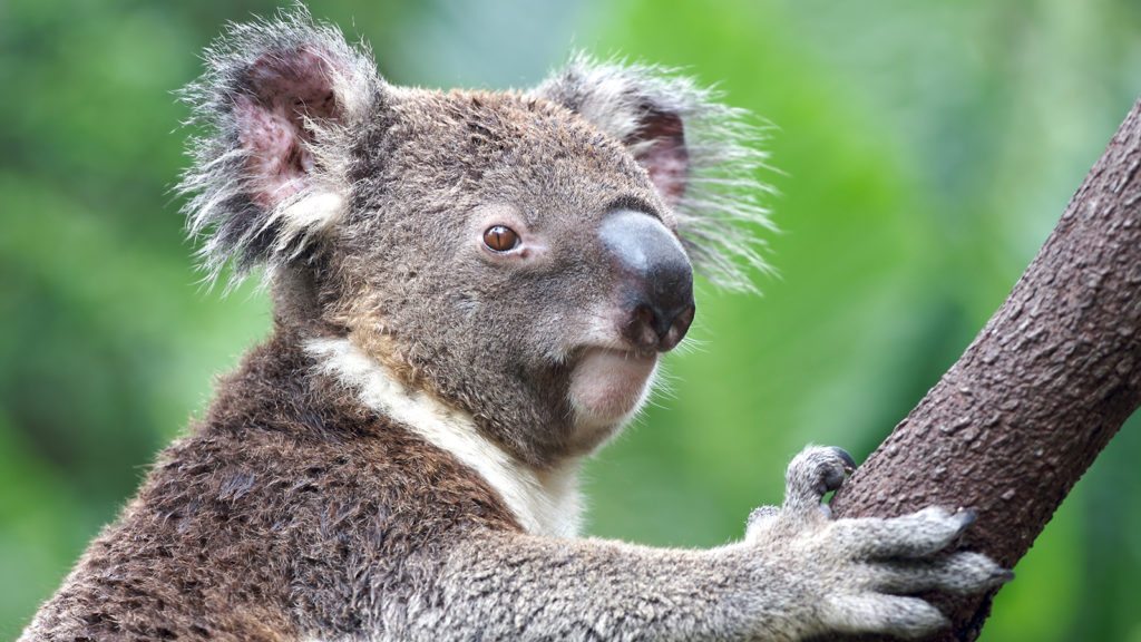 koala-closeup-tree
