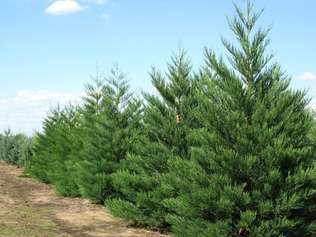 pine-gigant-tree