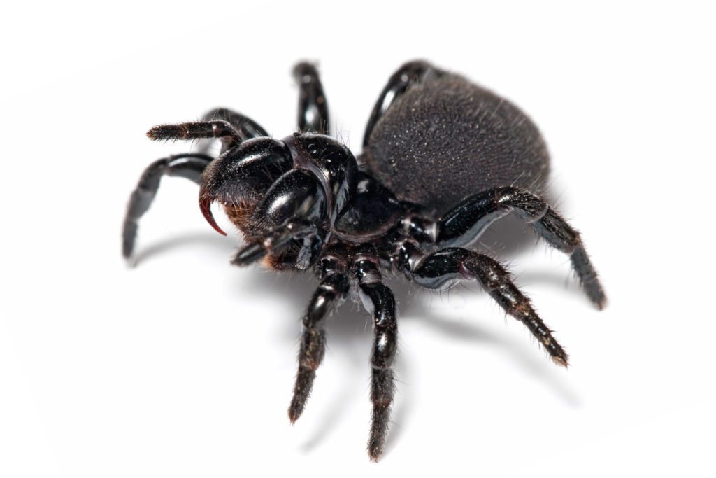 venomous - spider