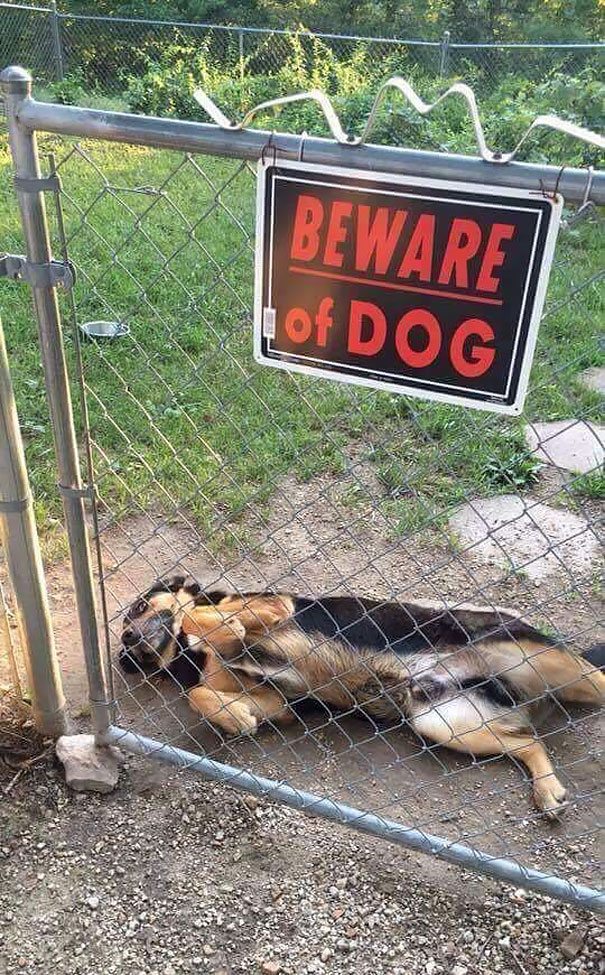 beware-of-dog-1