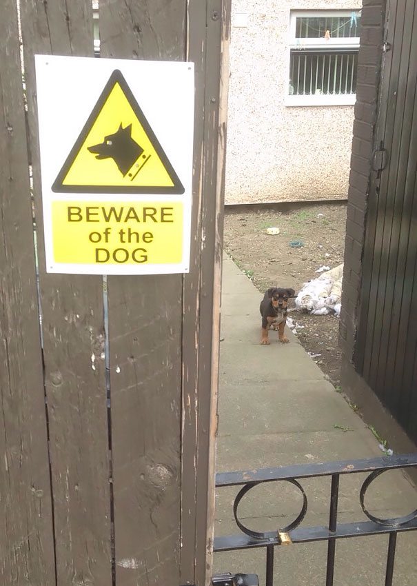 beware-of-dog-11
