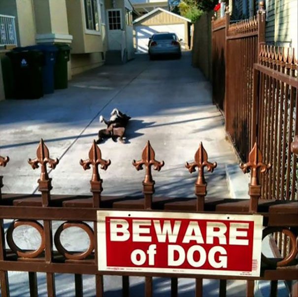 beware-of-dog-13
