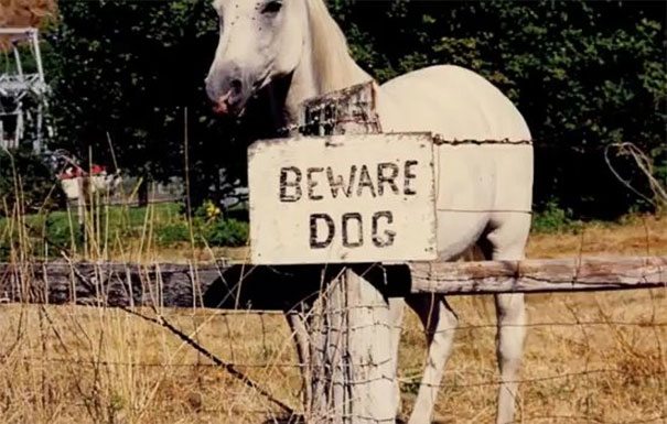 beware-of-dog-14