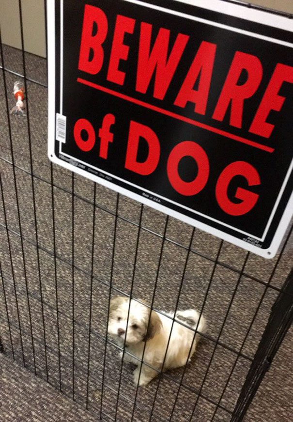 beware-of-dog-17